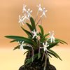 Neofinetia falcata akakage 